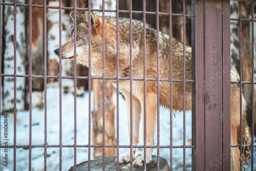 Close-up of a wolf behind bars in a zoo, wild predatory animal, mammal