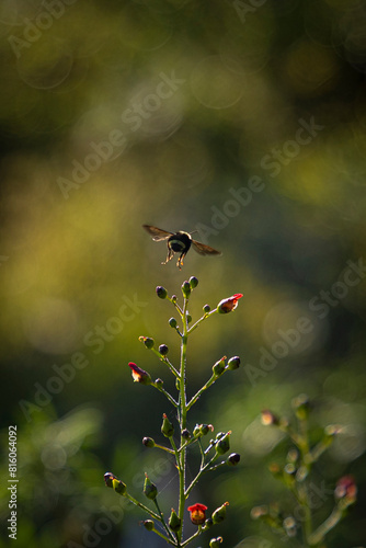 Bumble bee flying photo