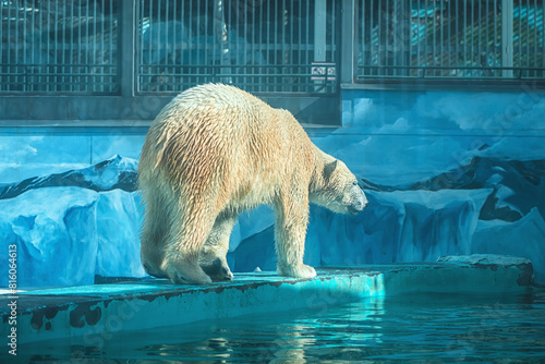 a polar bear in a zoo walks on a ledge on a blue background in the form of ice floes