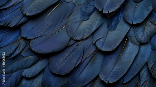  A tight shot of a blue bird's expansive feathers, nearly equaling its body size