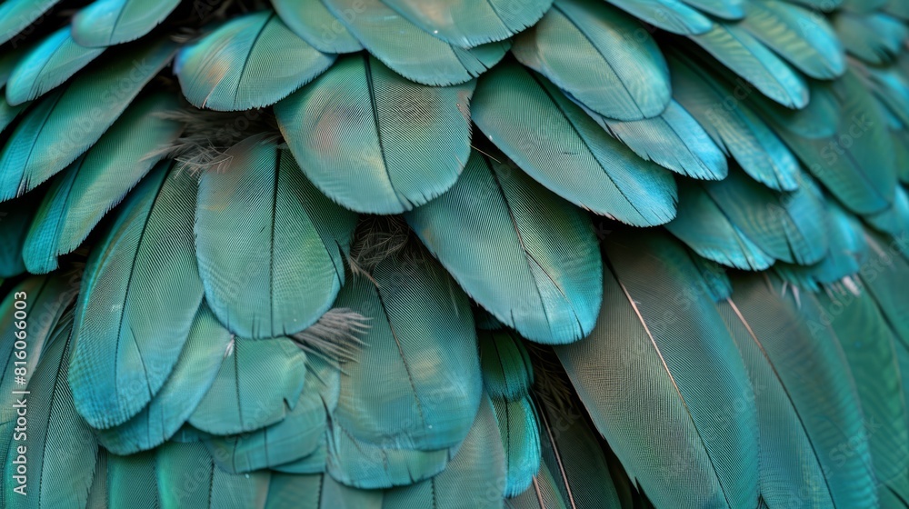 A tight shot of a blue-green bird's intricately textured feathers.. A tight shot of a blue-green bird's intricately textured feathers..