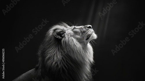  A black-and-white image of a lion's expressive face, mouth agape, as sunlight casts dramatic shadows from behind