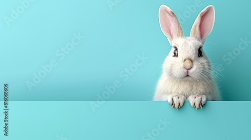  A rabbit in focus against a blue backdrop  with an empty sign before its face