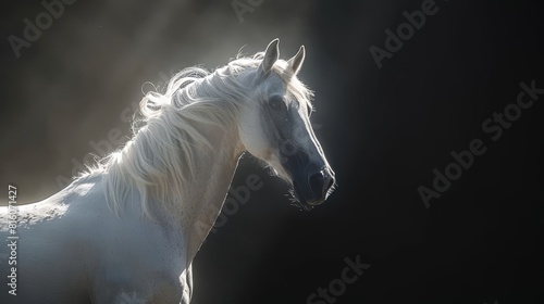  A white horse before a black backdrop Light illuminates its face  wind tousles its mane
