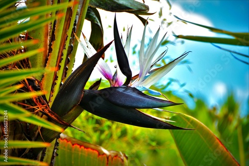 Strelitzia nicolai (wild banana or giant white bird of paradise) inflorescence held just above the point where the leaf fan emerges from the stem (Madeira, Portugal)