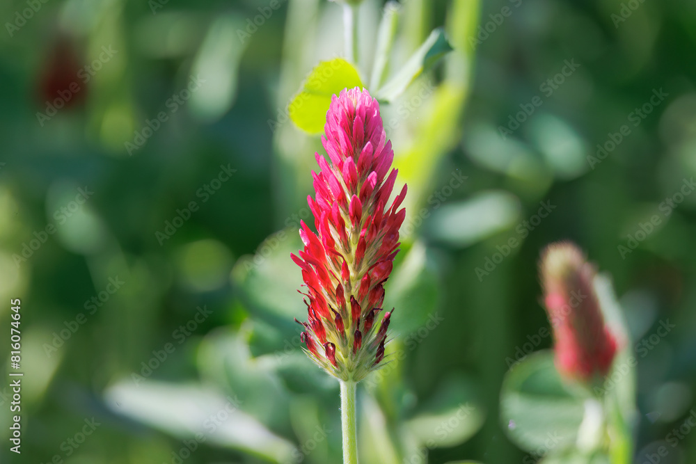 Red flowering incarnate clover in a field near Prittriching in Bavaria as bee pasture Red flowering incarnate clover in a field near Prittriching in Bavaria as bee pasture