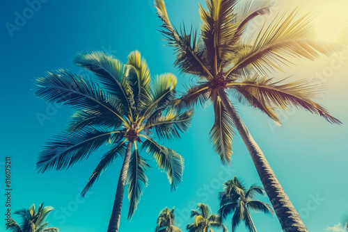 Looking up at blue sky and palm trees  view from below  vintage style  tropical beach and summer background  travel concept