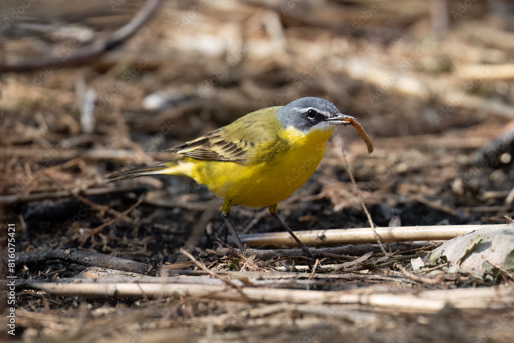A Western Yellow Wagtail Eating a Caterpillar A Western Yellow Wagtail Eating a Caterpillar