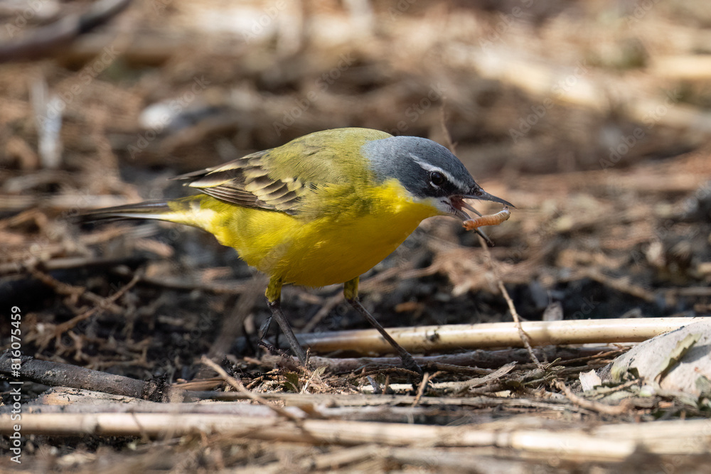 A Western Yellow Wagtail Eating a Caterpillar A Western Yellow Wagtail Eating a Caterpillar