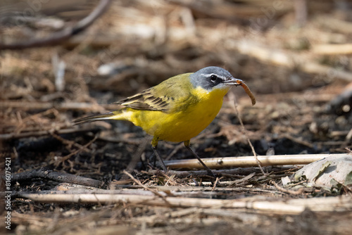 A Western Yellow Wagtail Eating a Caterpillar