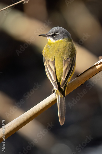 A Western Yellow Wagtail on a Tree Branch