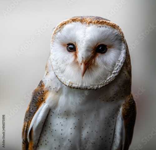 Barn Owl
