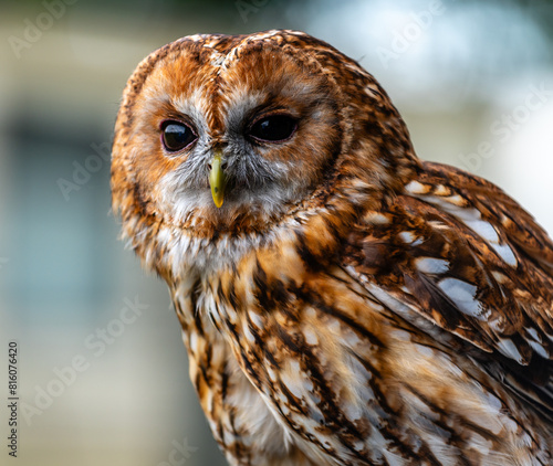 Tawny Owl photo