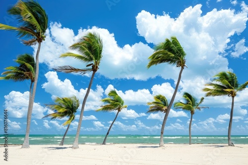 a group of palm trees swaying in the wind on white sand beach with blue sky and clouds in background. miami  florida