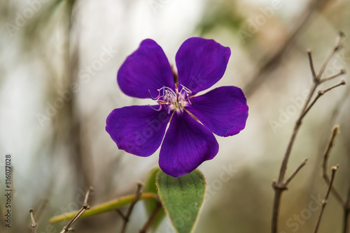 A purple wildflower (Tibouchina urvilleana)