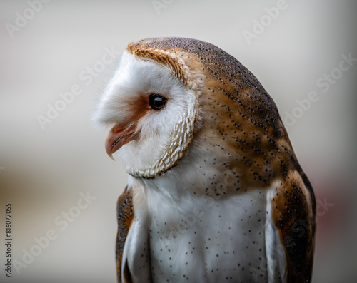 Barn Owl

