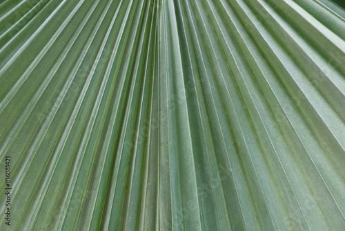 Palm tree leaf closeup view. The Arecaceae family plant