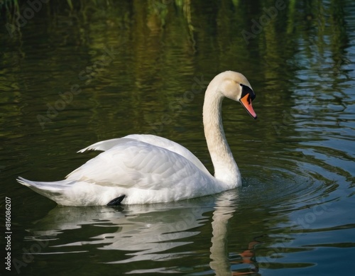 Elegant white swan swimming on a calm lake with green grass in the background.