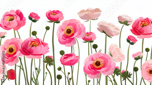 Ranunculus. Vector drawing of pink buttercups on a white background. Floral elements for decoration
