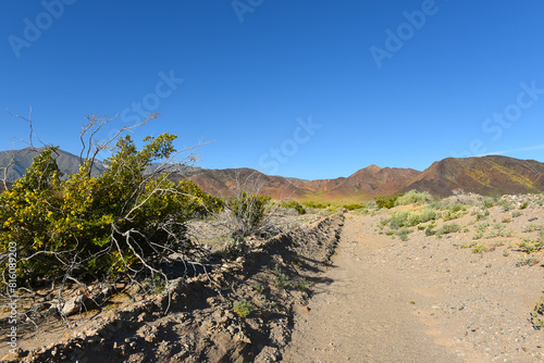Dry wash in the Mojave Desert with creosote plant in bloom.