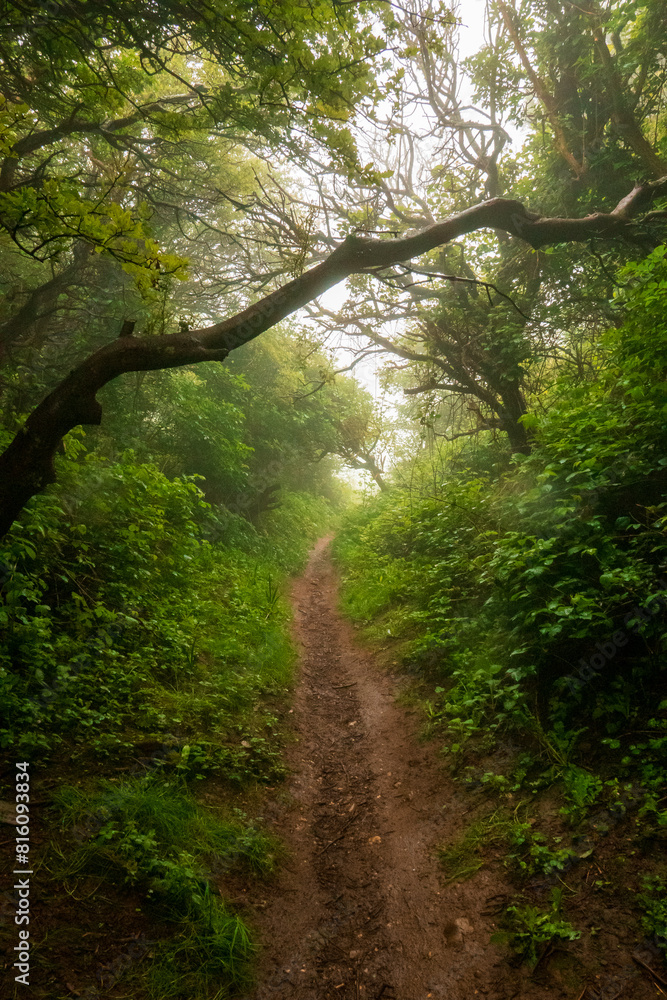 Fototapeta premium leśna droga we mgle