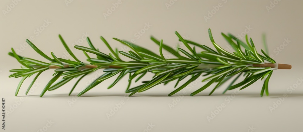 Sprig of Fresh Rosemary on Minimalist Backdrop with High Definition Clarity