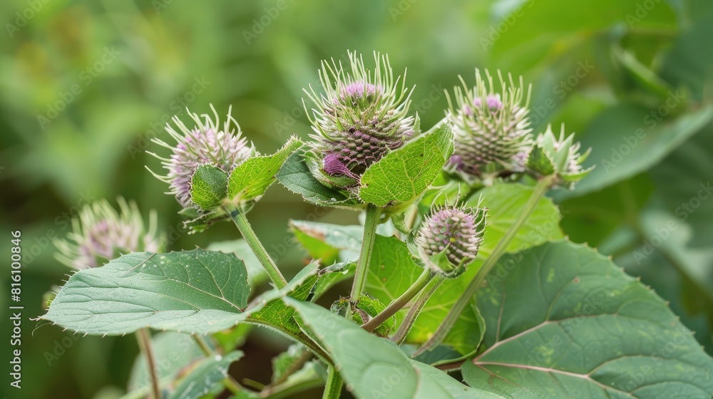 Burdock A Medicinal Plant with the Scientific Name Arctium lappa Burdock A Medicinal Plant with the Scientific Name Arctium lappa