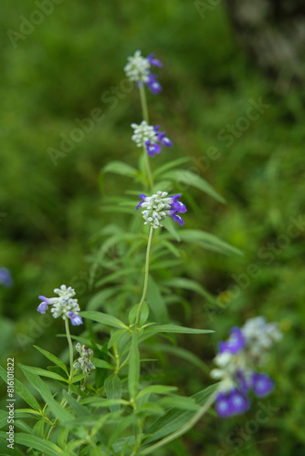 Purple wildflower