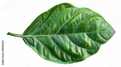 Photo realistic Baobab leaf isolated on white background showcasing compound structure and vibrant green color  ideal for educational  environmental  or exotic content