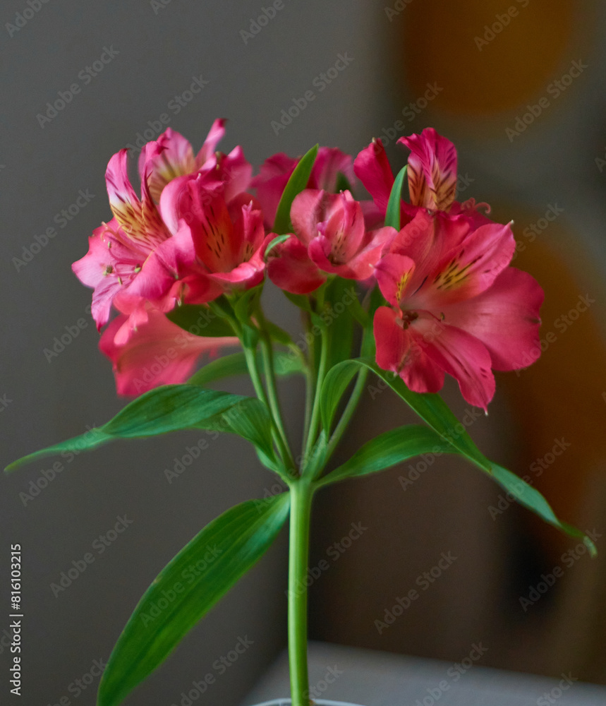 Alstroemeria pink with green leaves on the background of the apartment Alstroemeria pink with green leaves on the background of the apartment