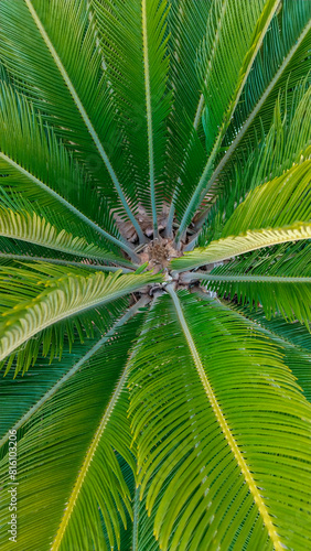 Vertical photograph of the center of a palm tree.