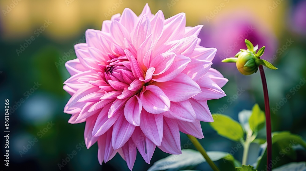 Obraz premium pink flower