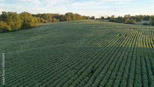 Aerial view of Soybean farm in rural Kentucky