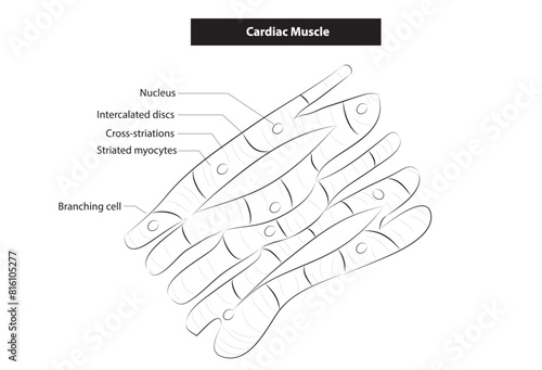 Cardiac muscle tissue