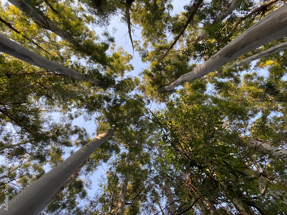 Fototapeta premium trees in the forest
