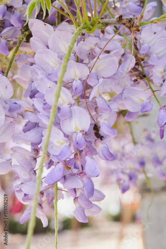 Lush lilac blooms: Spring’s colorful symphony