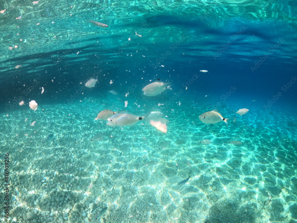 Obraz premium scene with fishes