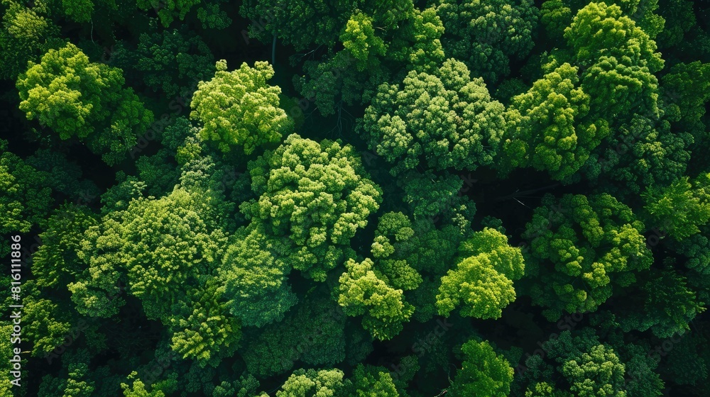 Capture a stunning aerial perspective of lush green trees in the forest as a drone immerses you in the depths of their CO2 absorbing canopy These vibrant green giants form a captivating bac