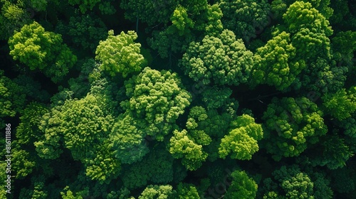 Capture a stunning aerial perspective of lush green trees in the forest as a drone immerses you in the depths of their CO2 absorbing canopy These vibrant green giants form a captivating bac photo