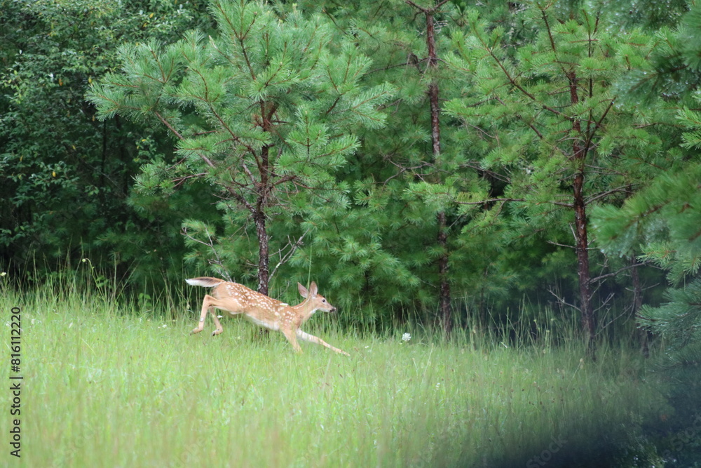 A spotted deer fawn zoomie, runs, leaps, and plays in the grass. A spotted deer fawn zoomie, runs, leaps, and plays in the grass.