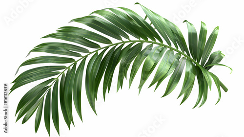 Tropical Palm Frond Isolated on White Background   Long Slender Structure and Vibrant Green Color for Vacation and Summer Designs photo