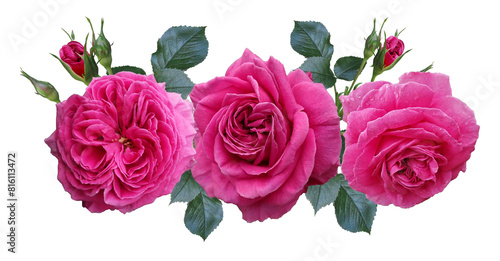 Pink roses isolated on transparent background