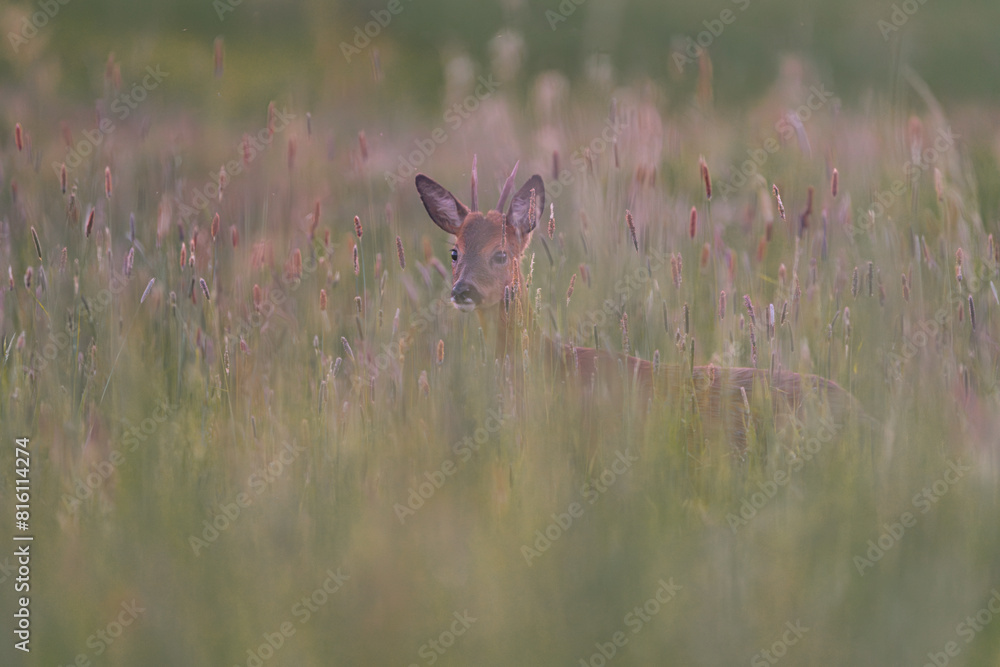Young male deer hidden in the high grass at dawn Young male deer hidden in the high grass at dawn