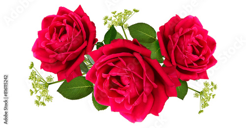 Red roses isolated on transparent background