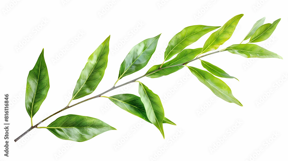 A Delicate Willow Leaf Isolated on White Background Perfect for Garden, Nature, or Educational Content A Delicate Willow Leaf Isolated on White Background Perfect for Garden, Nature, or Educational Content