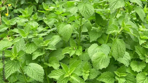 green bush deaf nettle (Lаmium аlbum) grows in the forest photo