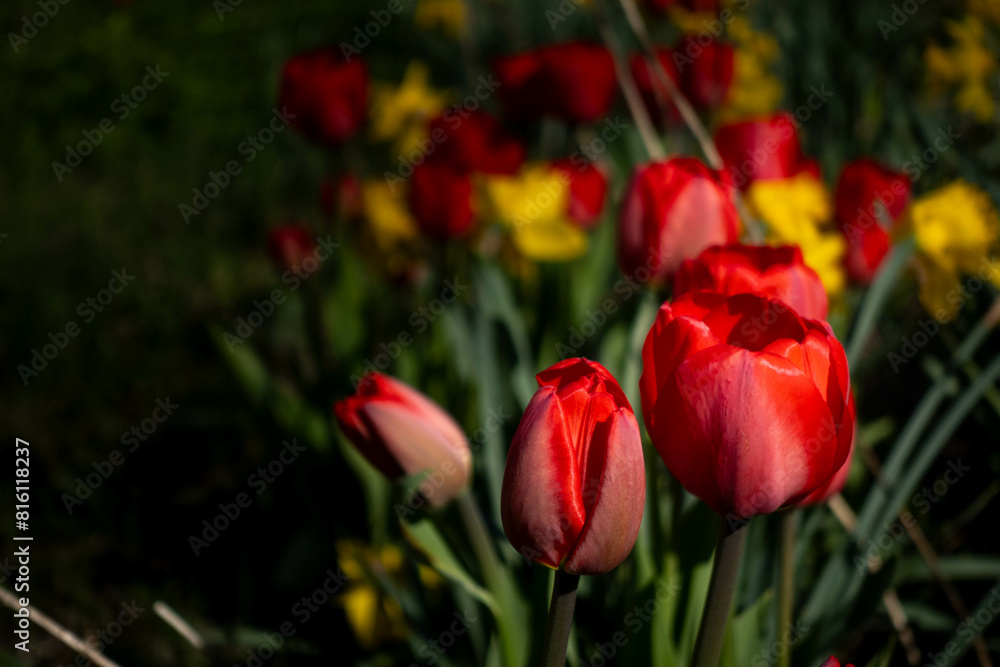 Fototapeta premium red tulips