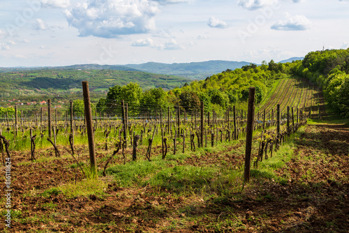 Royal vineyard,vineyard of King Aleksandar Topola Serbia photo