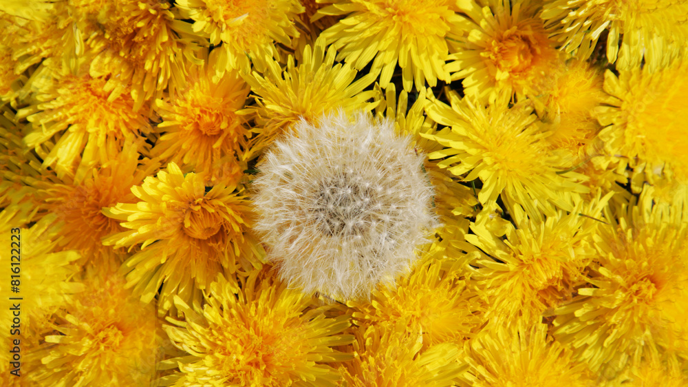 Decorative background of fresh dandelions close-up. Decorative background of fresh dandelions close-up.