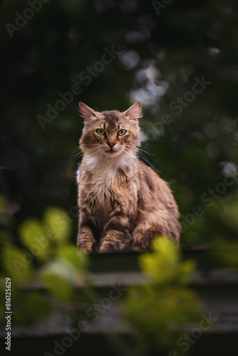 Portrait of cat on a house 